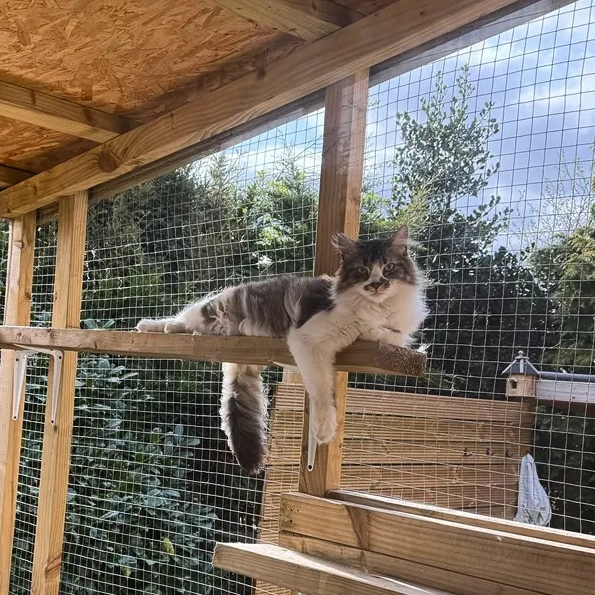Cat enjoying the catio